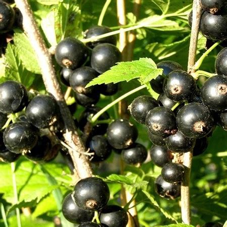 Смородина черная Ядреная