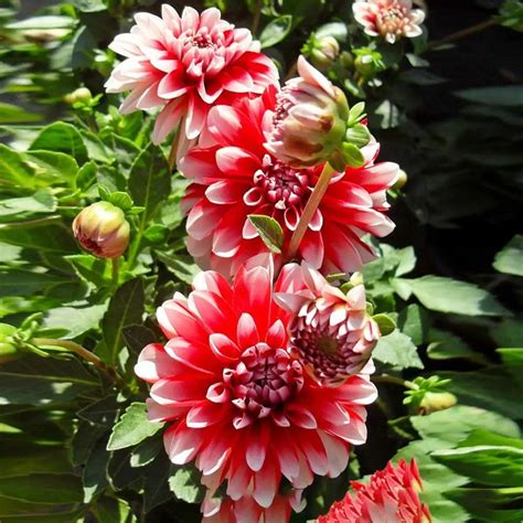 Георгины Семена Фото — Картинки фотографии