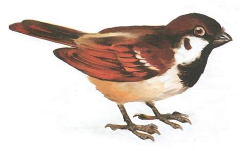 Картинки птицы для детей детского сада • Картинки для срисовки