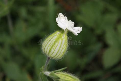 A Flower that Blooms with White Flowers, Light Green Stock Photo ...