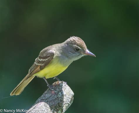 Photographing A Great Crested Flycatcher-Nest Adornment | Welcome to ...