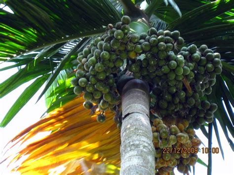 pritham dsouza photography  arecanut garden