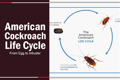 American Cockroach Life Cycle: From Egg to Intruder