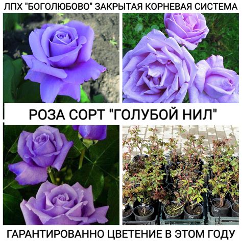 Купить саженцы роз в ашане — купить по низкой цене на Яндекс Маркете