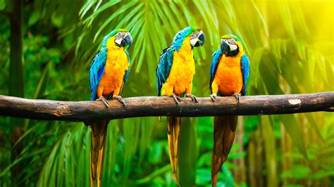 4k Parrot Wallpapers - Wallpaper Cave