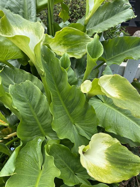 Zantedeschia 'Green Goddess' Calla Lily 6'' Pot - Hello Hello Plants
