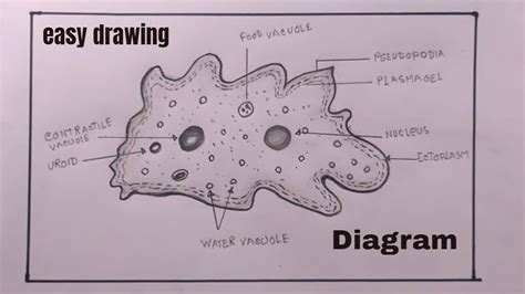 How To Draw Amoebaamoeba Diagram Drawing Youtube