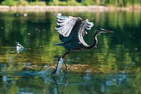 Everglades Photos, Download The BEST Free Everglades Stock Photos & HD ...