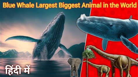 blue whale largest biggest animal   world