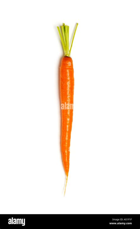 carrot outline  res stock photography  images alamy