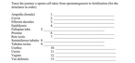 Solved Trace the journey a sperm cell takes from | Chegg.com