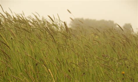 Free Photo Wild Grass Forest Grass Grasses Free Download Jooinn