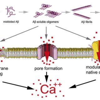 Schematic Representation Of The Mechanisms Proposed To Explain Ca