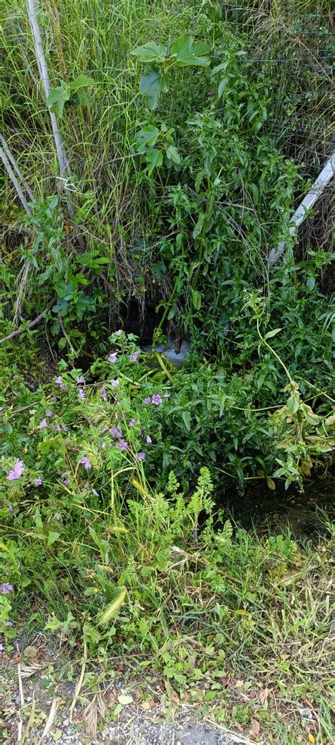 Crotone Persistente Perdita D Acqua In Contrada Margherita La