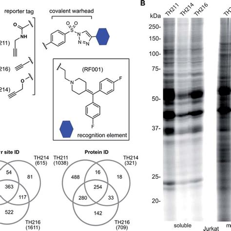 SuTEx-enabled identification of binding sites of ligands/drugs of ...