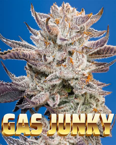 Cannabis Seeds Gas Junky X Nasha Genetics