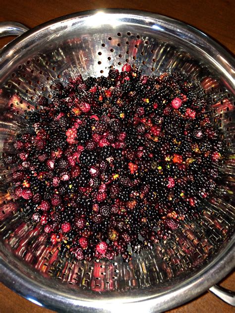 recipes blackberry jelly 10