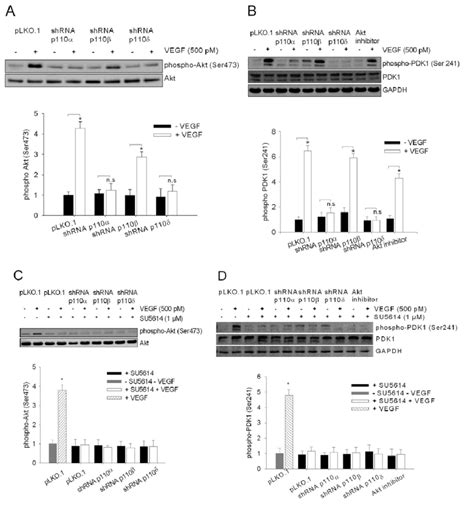 Akt And Pdk1 Activation Upon Vegf Treatment Are Dependent On Download Scientific Diagram