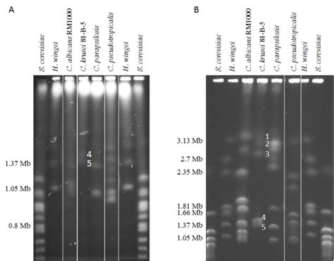 Karyotype Analysis Of C Krusei Strain B Reveals Chromosomal