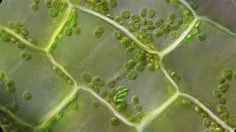 Chloroplasts Moving Around Plant Cells Timelapse Microscopy Stock