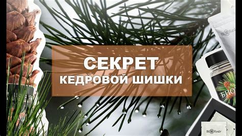 Биокедр - Что это и почему так полезно. Biokedr - What is it and why is ...