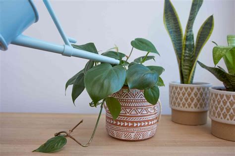 How To Care For Houseplants In The Winter