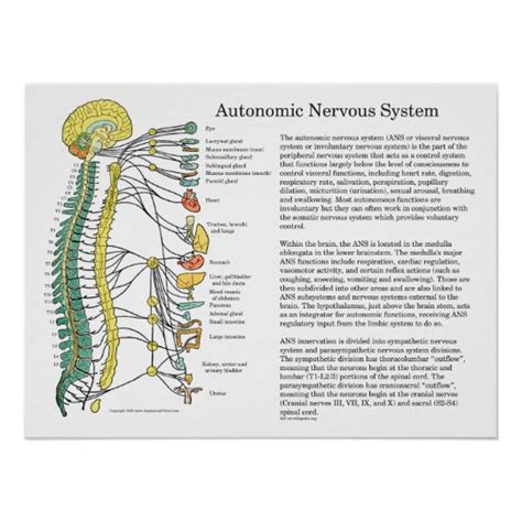 Autonomic Nervous System Chart Poster A Visual Reference Of Charts