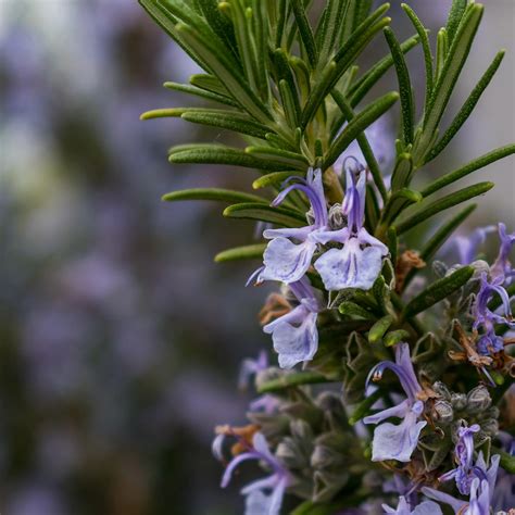 Rosmarinus Officinalis Prostratus Group Pot Size Cm Prostrate