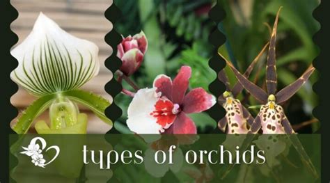 Types of Orchids – Introduction of 7 Basic Types