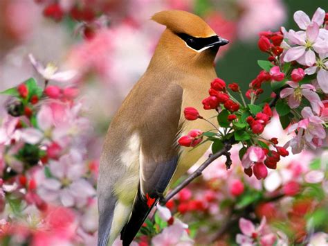 bird  flowers wallpapers wallpaper cave