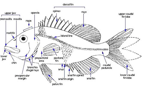 Anatomy Of A Fish Diagram Fish Anatomy Diagram