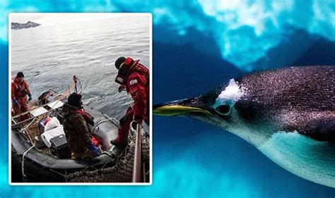 Antarctica researchers stunned by discovery of ‘colossus' penguin that ...