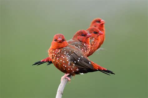 Flock Of Vivid Red Birds Perching On Thin Branch Together In Close And