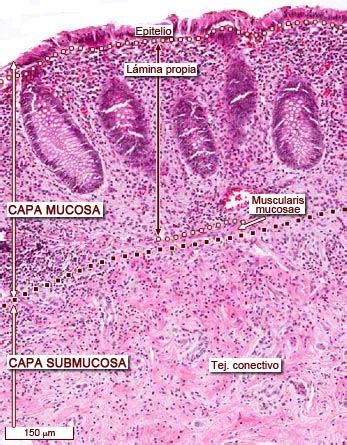 Diagrama De Histologia Do Apendice Atlas De Histologia Medica