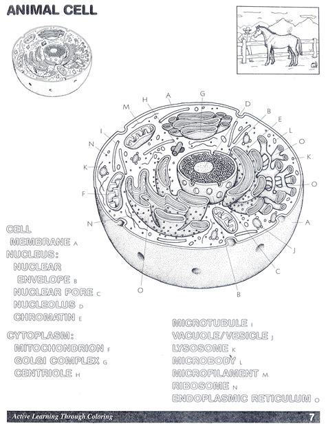 Animal Cell Coloring 7
