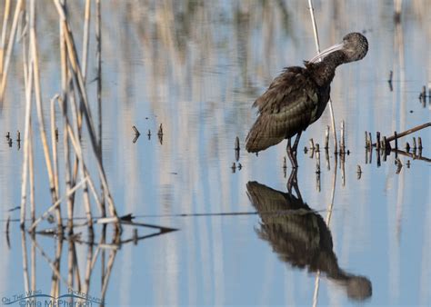 Fall White Faced Ibis Images Mia Mcpherson S On The Wing Photography