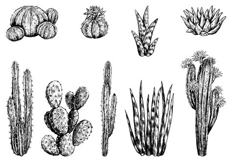 Desert Plants Drawings