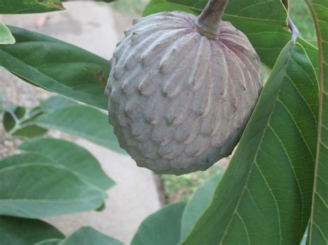 İlİma Meyvesİ Annona Diversifolia Tropİkal Meyveler