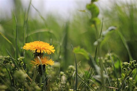 Hình nền hoa thiên nhiên 50mm Bokeh Natur Bồ công anh Blume L