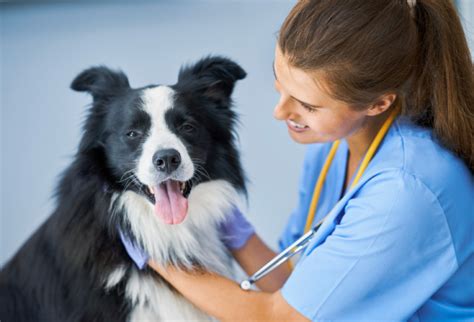 Bordercollie Rescue – Care for a Collie