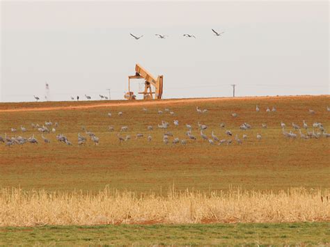 West Texas Wildlife – DFW Urban Wildlife