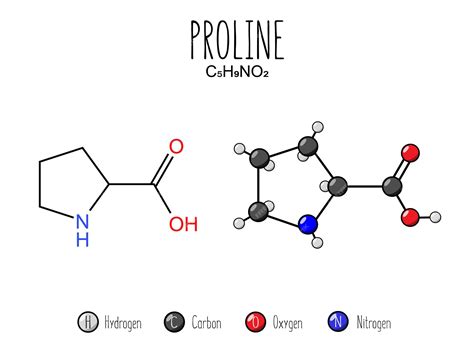 Premium Vector | Proline amino acid representation