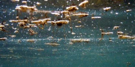 Alga Tossica Agosto Concentrazione Solo A Molfetta E San Giorgio