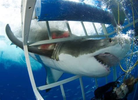 Close Encounter With A Great White Shark Travels With Tam