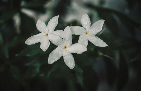 how to care for jasmine plants in pots