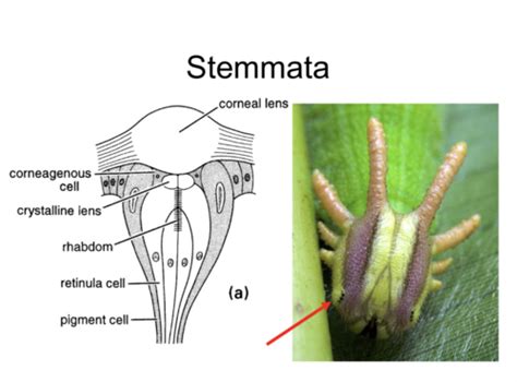 Insect Sensory Systems I Flashcards | Quizlet