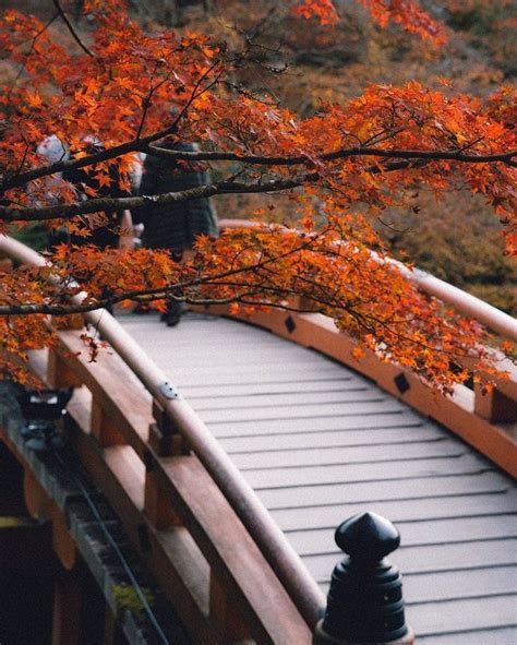 Visit Japan: This month sees trees across the country transform into an ...