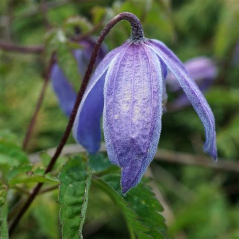 Clematis alpina - planting, pruning and care for this blue-hued vine