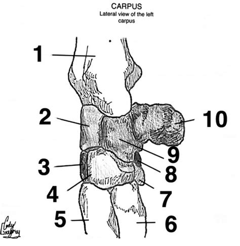 Lateral View Left Carpus Bones Flashcards | Quizlet