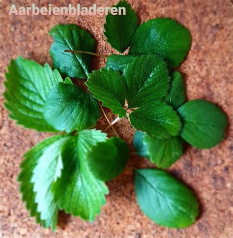 Lavendel Stekken Voor Beginners Artofit